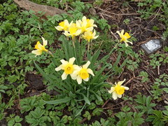 Narcissus