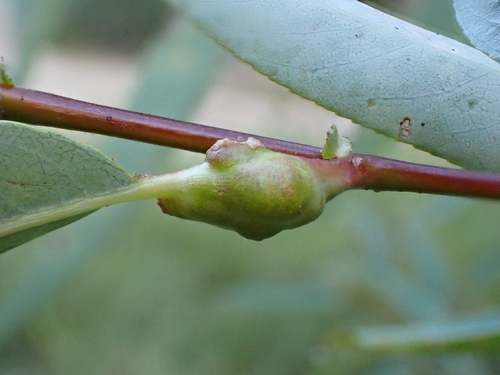 iNaturalist observation photo of Euura