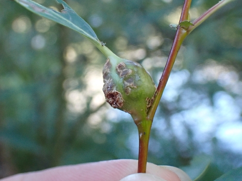 iNaturalist observation photo of Euura
