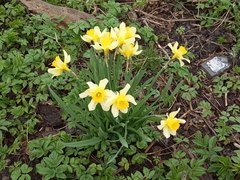 Narcissus
