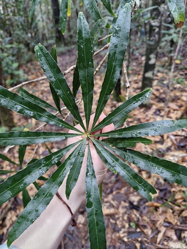Hugonia observed 2026-07-21