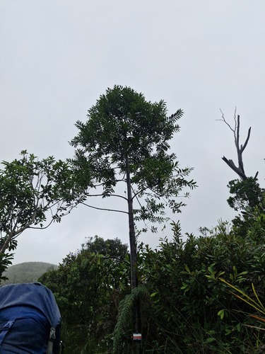 Agathis lanceolata