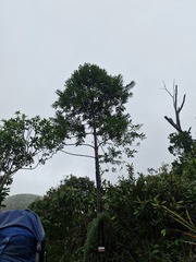 Agathis lanceolata