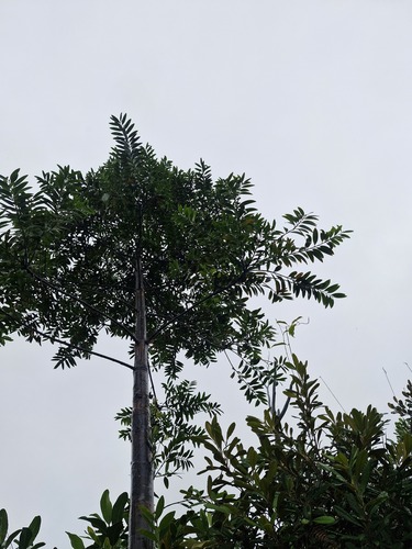Agathis lanceolata, photograph 2
