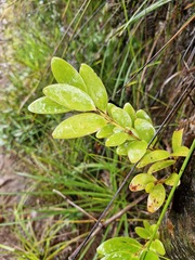 Agathis lanceolata, photograph (c) Irisa Hudson, some rights reserved (CC BY)