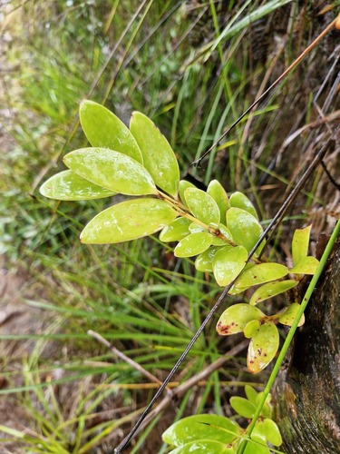 Agathis lanceolata, photograph 4
