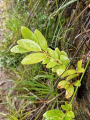 Agathis lanceolata, photograph (c) Irisa Hudson, some rights reserved (CC BY)