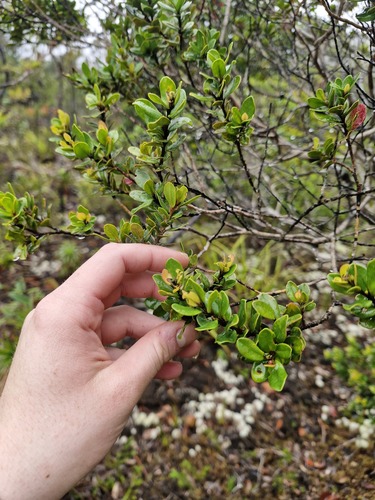 Tristaniopsis calobuxus observed 2026-07-21