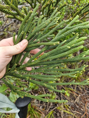 Dacrydium araucarioides observed 2026-07-21