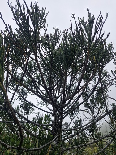 Dacrydium araucarioides, photograph 6