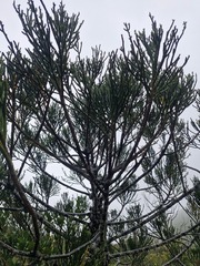 Dacrydium araucarioides, photograph (c) Irisa Hudson, some rights reserved (CC BY)
