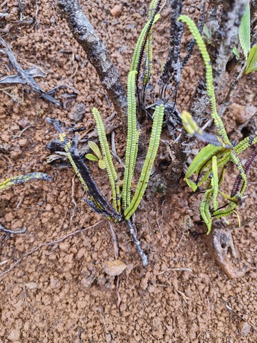 Stromatopteris moniliformis observed 2026-07-21