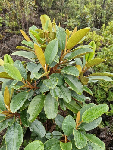 Hibbertia pancheri observed 2026-07-21