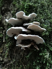 Agaricales