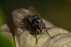 Anthomyia procellaris