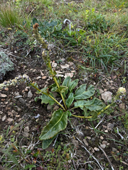 Lagotis glauca, photograph (c) Ingvild Riska, some rights reserved (CC BY)