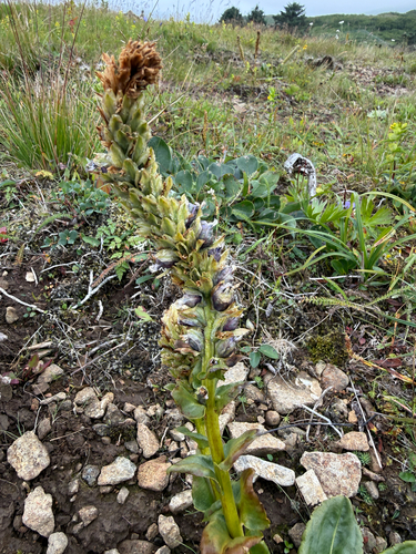 Lagotis glauca
