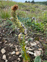 Lagotis glauca