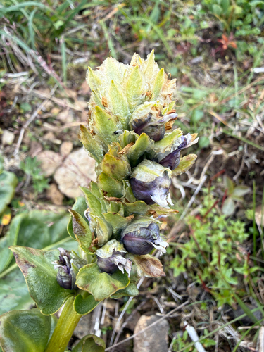 Lagotis glauca, photograph 4