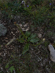 Lagotis glauca, photograph (c) Ingvild Riska, some rights reserved (CC BY)
