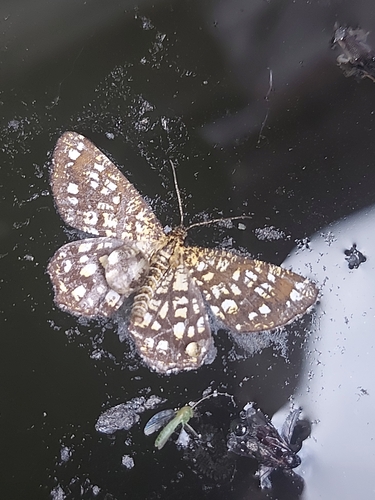 Latticed Heath