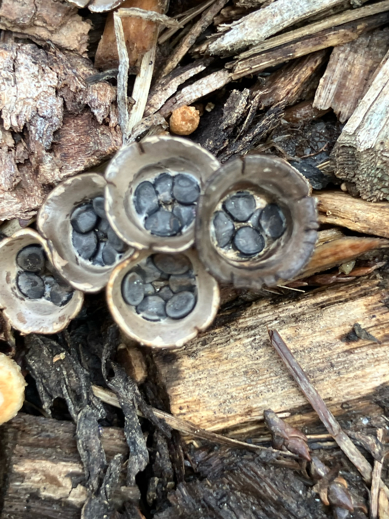dung-loving bird's nest fungus · August 2026 · photo: Photo: (c) Bryan Connolly, some rights reserved (CC BY) · iNaturalist