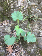 Heuchera missouriensis