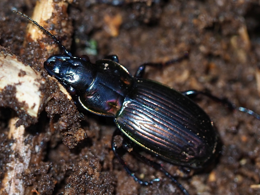 Megadromus meritus