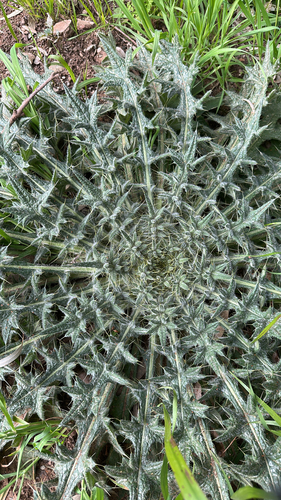 Bull Thistle