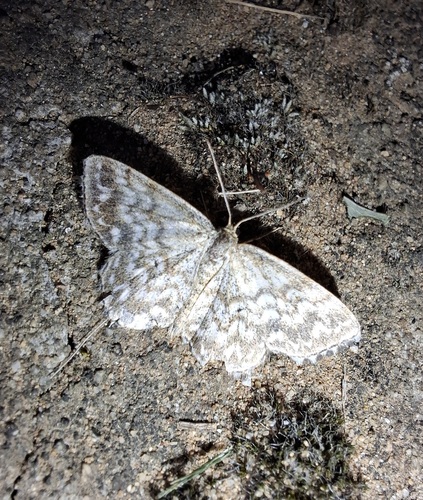 Scopula tessellaria