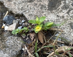 Mecardonia procumbens