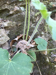 Heuchera missouriensis