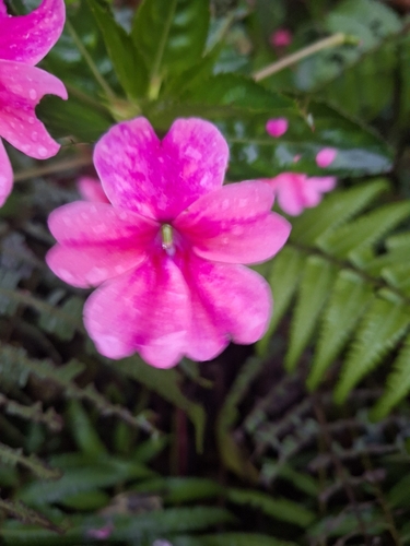 New Guinea Impatiens