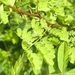 Acacia oliveri