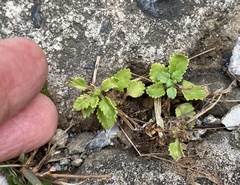 Mecardonia procumbens