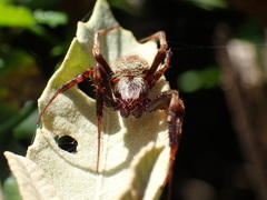 Pararaneus perforatus