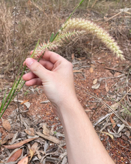 Cenchrus pedicellatus