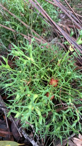 Horny Cone-bush
