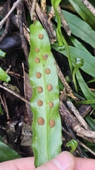 Loxogramme dictyopteris, photograph author not stated, no rights reserved