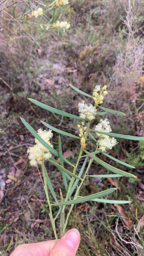 Sweet Wattle