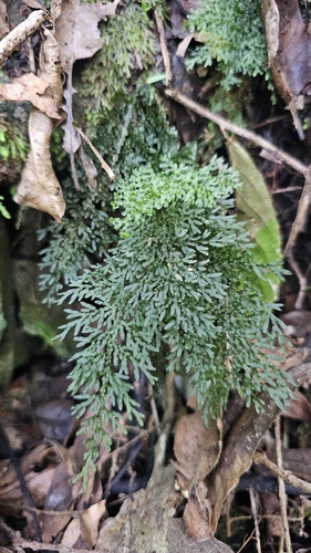 Hymenophyllum flexuosum, photograph 6