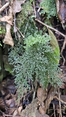 Hymenophyllum flexuosum, photograph author not stated, no rights reserved