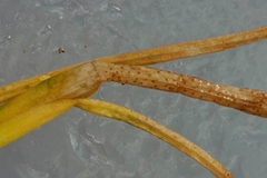 Puccinia liliacearum