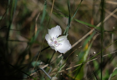 Calochortus umbellatus