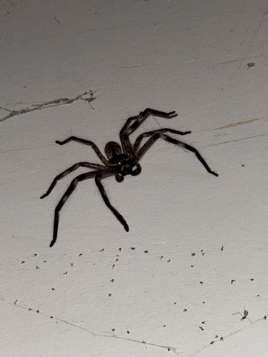 Grey Huntsman Spider