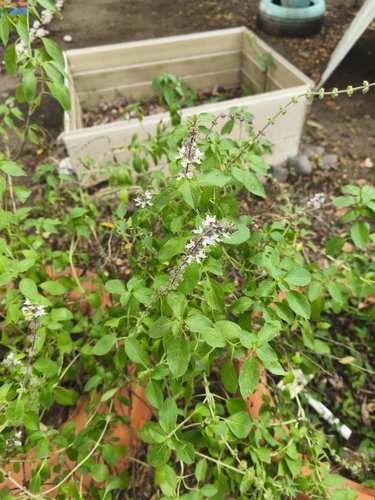 Sweet basil