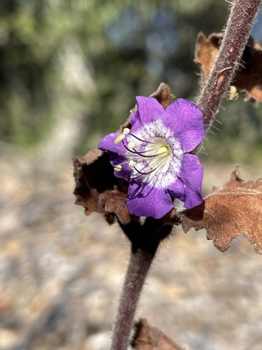 Phacelia grandiflora observed 2026-08-05