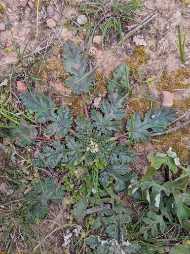 Mediterranean Stork's-bill