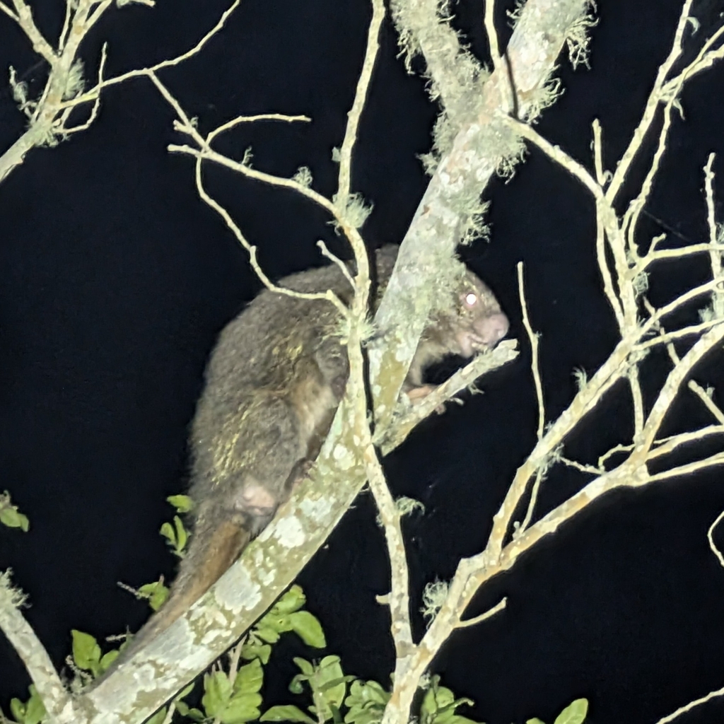 Bahia Porcupine
