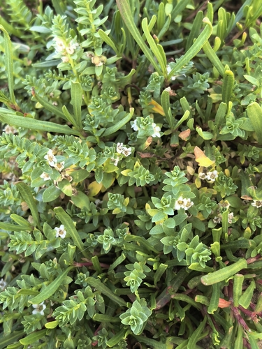 Sea Milkwort
